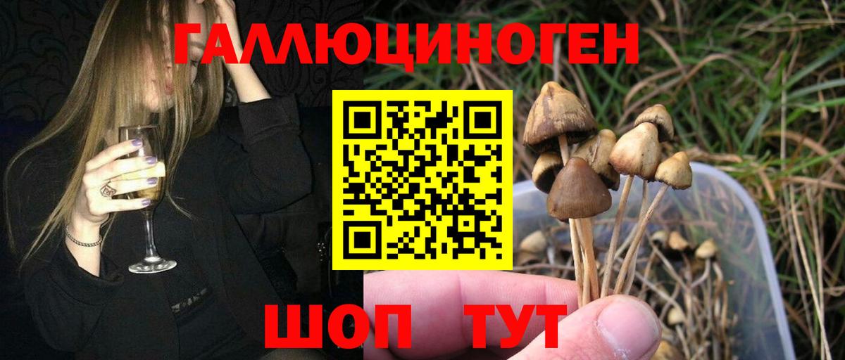 Псилоцибиновые грибы мицелий  Псилоцибиновые грибы Psilocybe  Сокол  Вход с VPN 